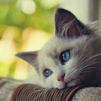 Ảnh đại diện của Kim Ngân